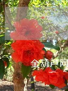 金葫芦网贷逾期一天 金葫芦网贷逾期一天