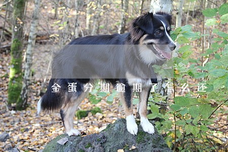金蛋分期逾期了怎么还 金蛋分期逾期了怎么还