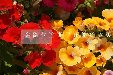 金融代逾期了还能贷款买房吗 金融代逾期了还能贷款买房吗