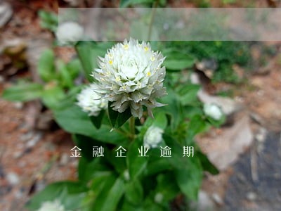金融企业逾期 金融企业逾期