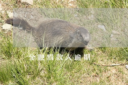 金融借款人逾期 金融借款人逾期