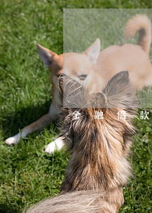 金融借款合同约定逾期利息罚息 金融借款合同约定逾期利息罚息