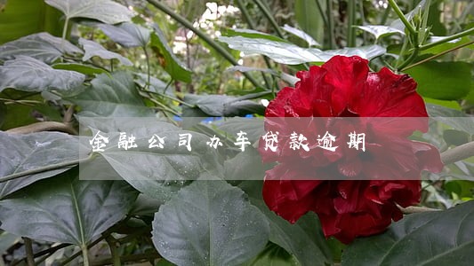 金融公司办车贷款逾期 金融公司办车贷款逾期