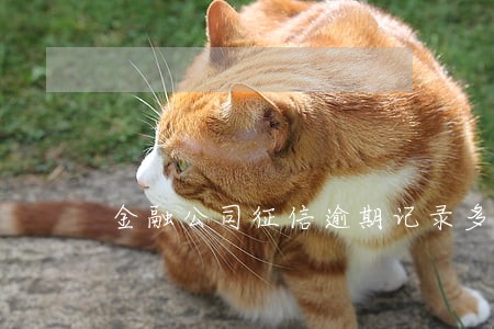 金融公司征信逾期记录多久消除 金融公司征信逾期记录多久消除