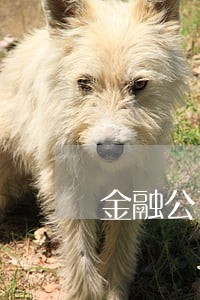金融公司贷款逾期上征信吗 金融公司贷款逾期上征信吗