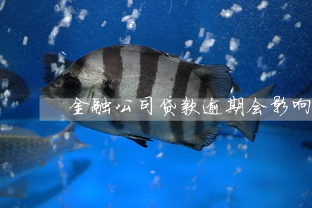 金融公司贷款逾期会影响征信吗 金融公司贷款逾期会影响征信吗