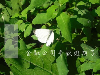 金融公司车款逾期了 金融公司车款逾期了