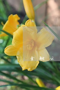 金融公司车贷逾期一次影响房贷吗 金融公司车贷逾期一次影响房贷吗