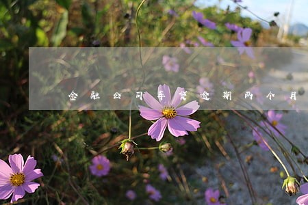 金融公司车贷逾期两个月 金融公司车贷逾期两个月