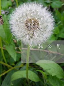 金融公司逾期不办理解压手续 金融公司逾期不办理解压手续