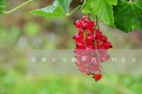 金融公司逾期四个月怎么办 金融公司逾期四个月怎么办