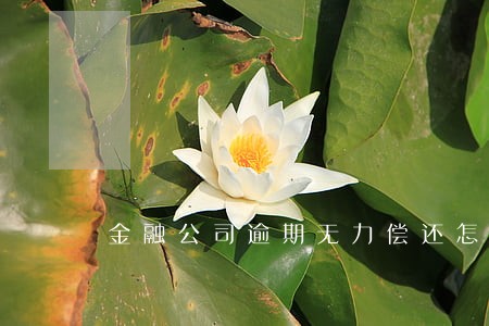 金融公司逾期无力偿还怎么解决 金融公司逾期无力偿还怎么解决