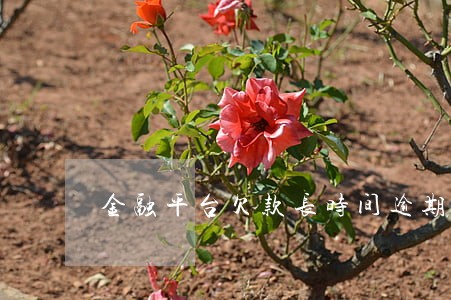 金融平台欠款长时间逾期会失信吗