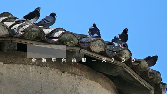 金融平台逾期一天200 金融平台逾期一天200