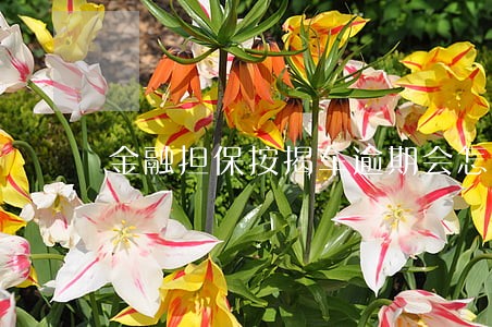 金融担保按揭车逾期会怎样