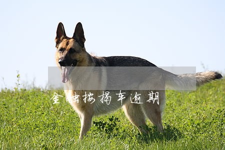 金融按揭车逾期