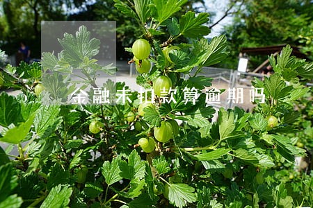 金融未扣款算逾期吗