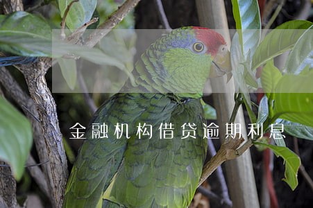 金融机构借贷逾期利息 金融机构借贷逾期利息