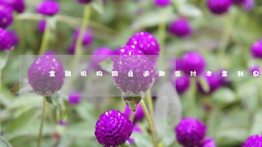 金融机构同业逾期支付本金利息 金融机构同业逾期支付本金利息