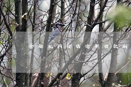 金融机构计收逾期借款利息计算 金融机构计收逾期借款利息计算