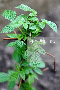 金融机构违约逾期利息法律规定