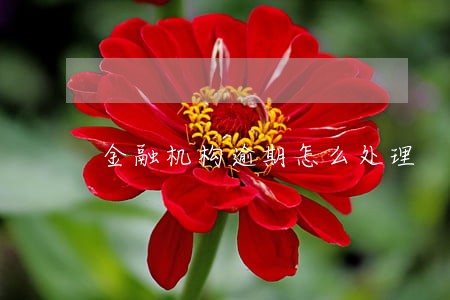 金融机构逾期怎么处理