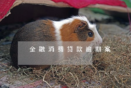 金融消费贷款逾期案 金融消费贷款逾期案