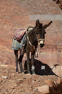 金融科技逾期怎么处理 金融科技逾期怎么处理