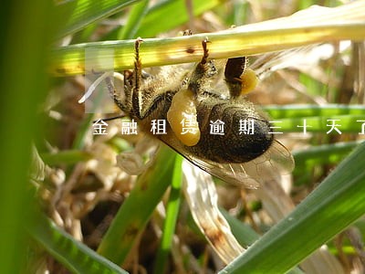 金融租赁逾期三十天了 金融租赁逾期三十天了