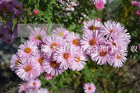 金融类app分期还款收取逾期费 金融类app分期还款收取逾期费