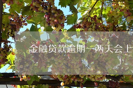 金融贷款逾期一两天会上征信吗 金融贷款逾期一两天会上征信吗