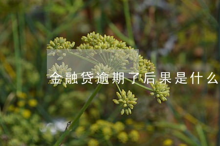 金融贷逾期了后果是什么 金融贷逾期了后果是什么