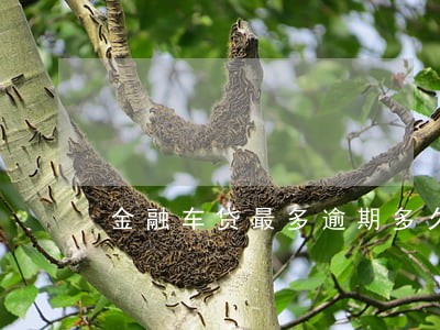 金融车贷最多逾期多久 金融车贷最多逾期多久