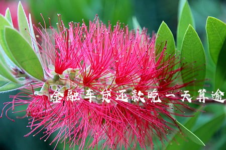 金融车贷还款晚一天算逾期吗
