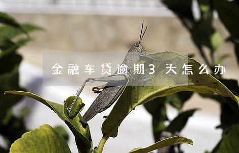 金融车贷逾期3天怎么办 金融车贷逾期3天怎么办