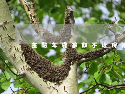 金融车贷逾期不让保险公司理赔吗 金融车贷逾期不让保险公司理赔吗