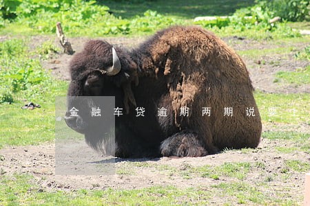 金融车贷逾期两期说要上门 金融车贷逾期两期说要上门