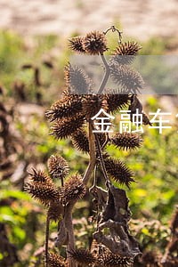 金融车贷逾期了让我一次性结清 金融车贷逾期了让我一次性结清