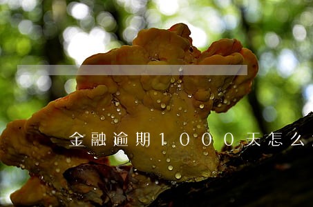 金融逾期1000天怎么解决 金融逾期1000天怎么解决