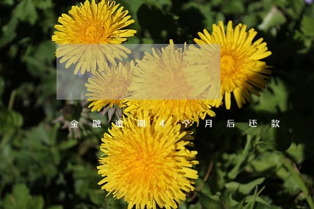 金融逾期4个月后还款 金融逾期4个月后还款