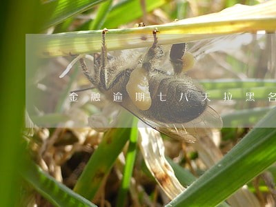 金融逾期七八天拉黑名单 金融逾期七八天拉黑名单
