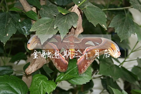 金融逾期三个月后果 金融逾期三个月后果