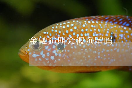 金融逾期会被拘留吗