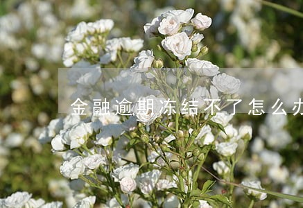 金融逾期冻结不了怎么办
