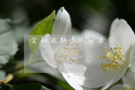 金融逾期多久会告你