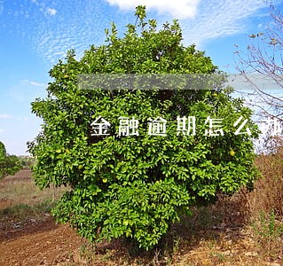 金融逾期怎么办理