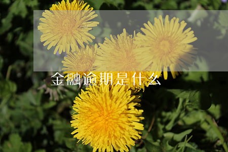 金融逾期是什么