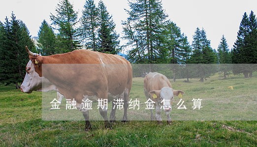 金融逾期滞纳金怎么算 金融逾期滞纳金怎么算