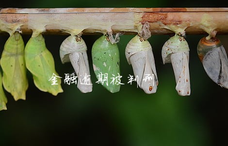 金融逾期被判刑 金融逾期被判刑