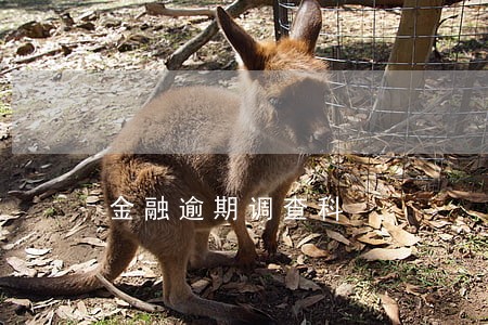 金融逾期调查科 金融逾期调查科